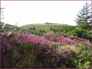 View of a nearby mountin and plants